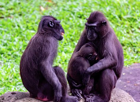 Celebes Crested Macaque Also Known As The Crested Black Macaque Photograph By Bill Roque Fine