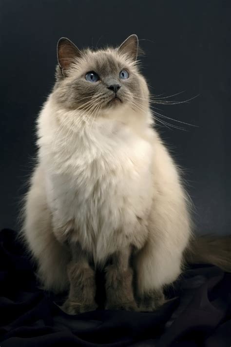 Blue eyes, long hair, angelic doll faces, purebred guarantee. 7 Facts About Ragdoll Cats | Mental Floss