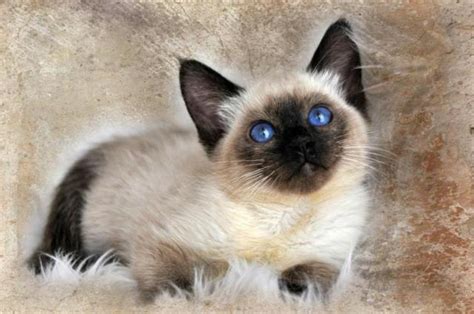 44 Balinese Kittens For Sale California Furry Kittens