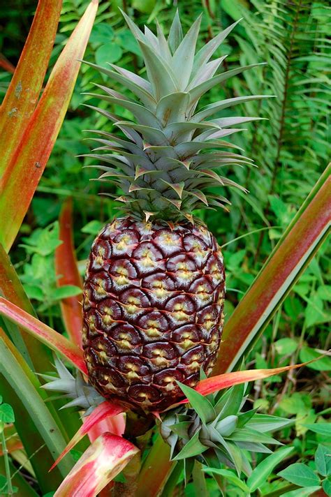 When To Harvest Pineapple Tropical Looking Plants Other Than Palms
