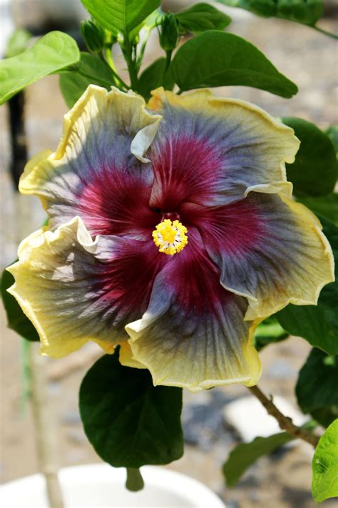 Love the colors in this hibiscus.. | Hibiscus plant, Tropical flower plants, Hibiscus