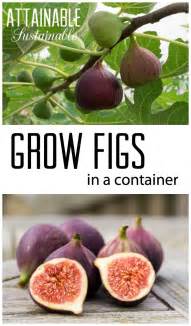 Growing Fig Trees In Containers For A Small Space Fruit Harvest
