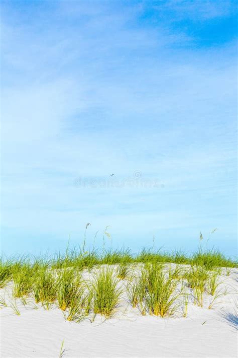 Grass Grows At Dune At A Beautiful Beach Stock Photo Image Of Sand