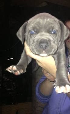 Our pitbull kennel has produced pit bull puppies living in ct cities such as stamford, hartford, waterbury, bridgeport, and new haven, ct. 2 Blue Nose Pitbull puppies (Males) for Sale in Norwich, Connecticut Classified | AmericanListed.com
