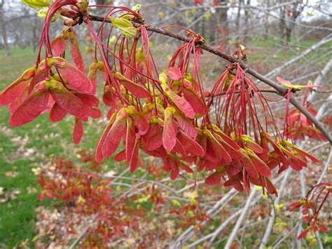 Interesting Facts About Maple Trees Description And Uses Owlcation