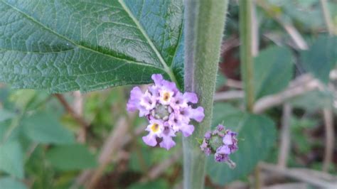 Lippia Alba Mill Nebr Ex Britton And Pwilson Cidreira Flora