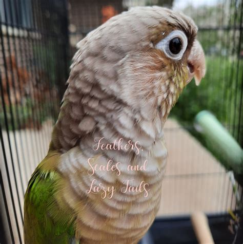 Feathers, Scales and Lazy Tails