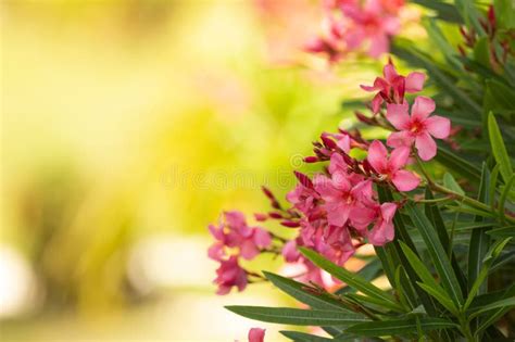 Blooming Pink Nerium Oleander With Bright Foliage In The Garden Stock