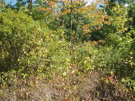 Highbush Blueberry Sphagnum Wetland Summary Pennsylvania Natural