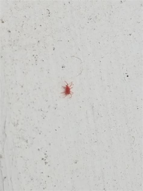 Check spelling or type a new query. Tiny red bug in SE PA [note this is up close at 8x zoom ...