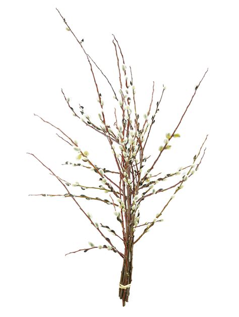 the pussy willow plant from continental floral greens