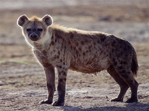 Best Of Hyena Pokažená Pozdní Výchova 123zpravycz