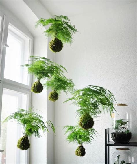 10 Inspiring Examples Of Kokedama Discover The Art Of Making Moss