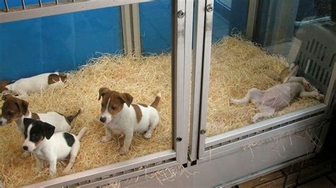 Pet Shops At Risk From Drive To Bar Puppy Trade News The Times