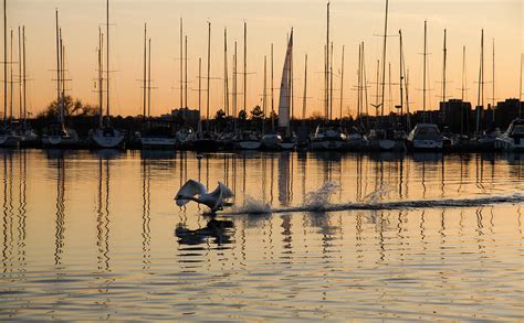 The Golden Takeoff Swan Sunset And Yachts At A Marina In Toronto