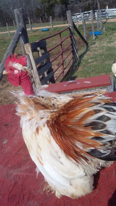 Bantam Cochin TURKEN Project Pic Heavy BackYard Chickens Learn How
