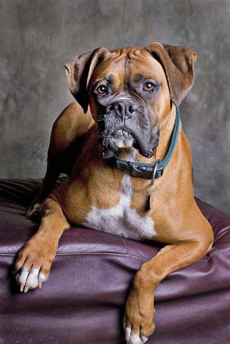 283 Best Boxers Images On Pinterest Boxer Dogs Boxer