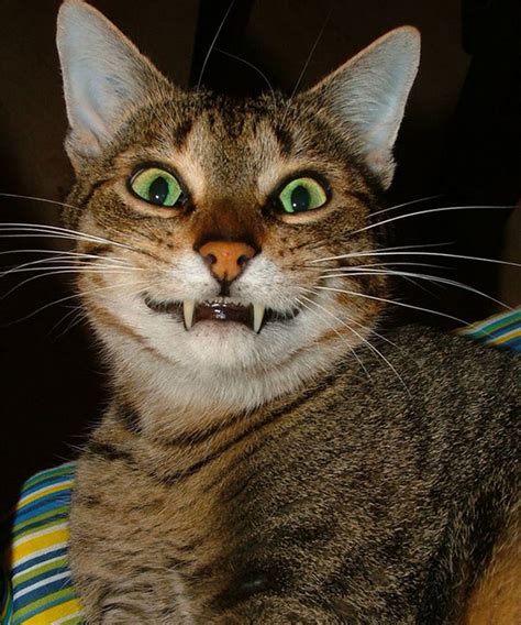 Funny Smile Cat