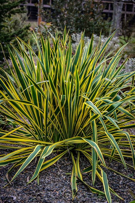 Yucca Filamentosa Bright Edge Tropengarten Shop My Xxx Hot Girl