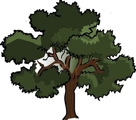 Oak Tree Clipart Free Download Transparent Png Creazilla