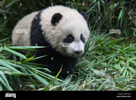 Giant Panda Cub In The Bamboo Bush Wolong Sichuan China Stock Photo Alamy
