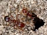 Fire Ants Texas Photos