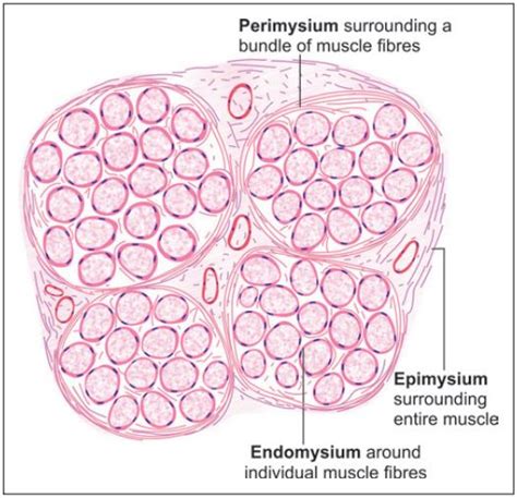 Endomysium Perimysium And Epimysium Definition Histology Medicine