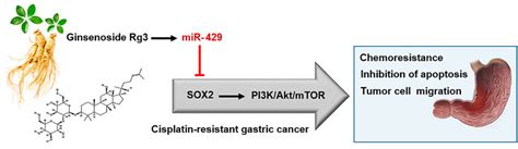 Frontiers Ginsenoside Rg3 Alleviates Cisplatin Resistance Of Gastric