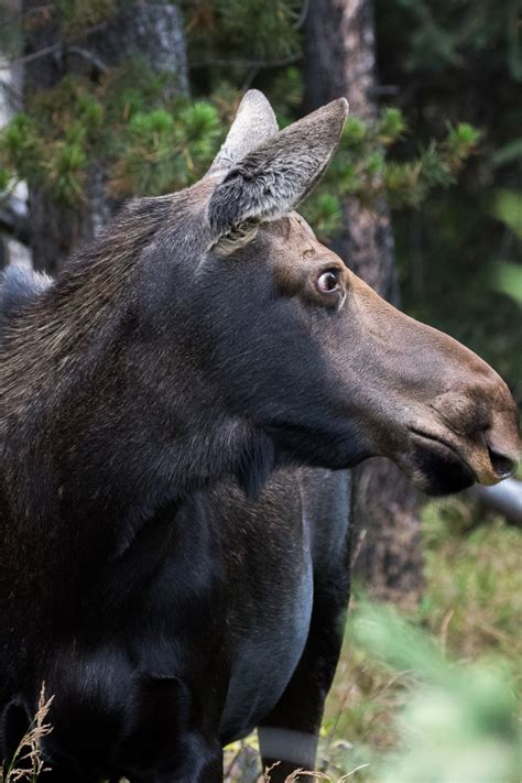 Elk Moose And Deer Ray Brown Wildlife Photography Ray Brown