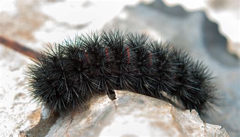 Tiny Black Caterpillar Identification