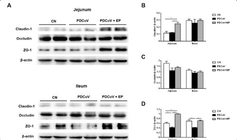 Effect Of Ep On Tight Junction Proteins In The Small Intestine A