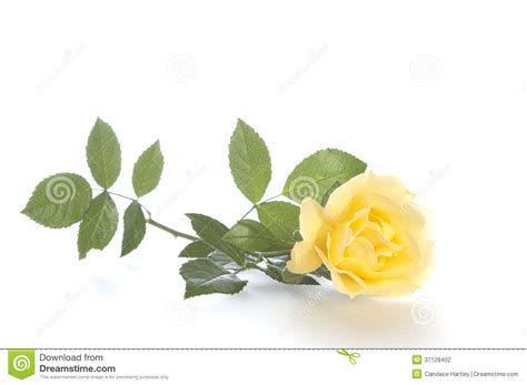 A Single Long Stemmed Yellow Rose On White Background Stands For Joy