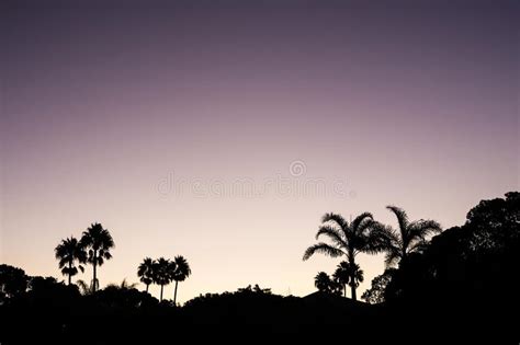 Silhouette Palm Sunset With Yellow And Violet Sky And Palm Tree Stock