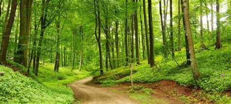 Summer Forest Panorama Wall Mural Wallpaper Forest