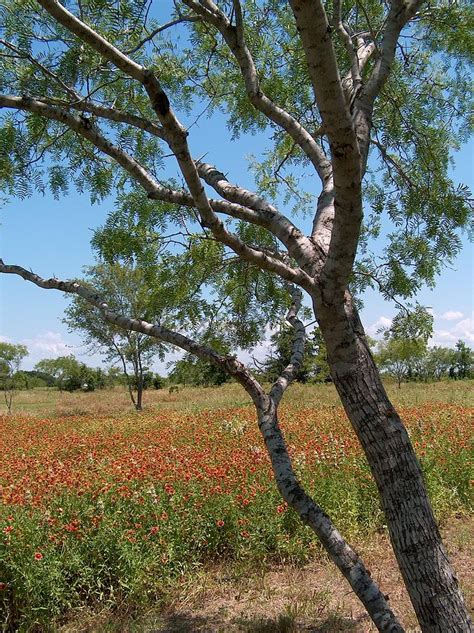 Texas Mesquite Tree Wildflowers Photograph By Joney Jackson Fine Art
