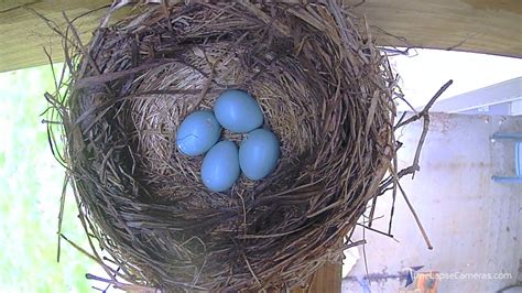 Higher Quality Robin Bird Eggs In Nest Hatching To Fledging Time