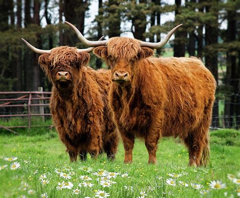 Highland Cows Qustcap