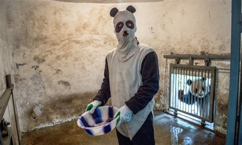 Supremely Creepy Photo Gallery Of Pandas In A Chinese Zoo Boing Boing