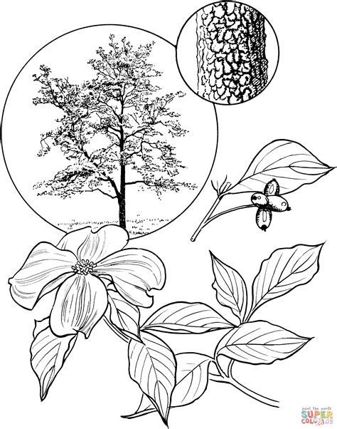 Polish your personal project or design with these dogwood tree transparent png images, make it even more personalized and more attractive. Flowering Dogwood Tree coloring page | Free Printable ...