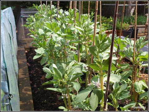 Marks Veg Plot Planting Runner Beans