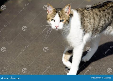 Tabby Cat Meowing Stock Photo Image Of Feline Street 62780650