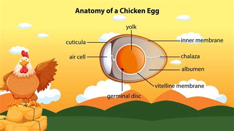 Chicken Egg Structure Animation Of The 21 Day Development Of A Chicken