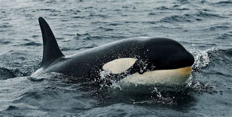 Killer Whale Pictures And Hd Wallpapers Hd Wallpapers