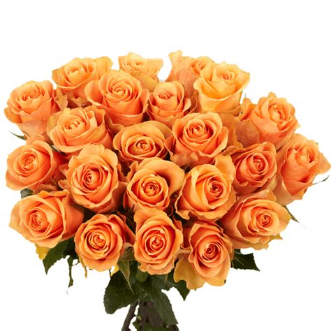 50 Stems Of Peach Cuenca Roses Beautiful Fresh Cut Flowers Express