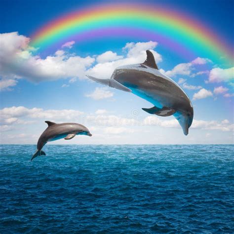 Couple Of Jumping Dolphins Stock Photo Image Of Summer 51289154