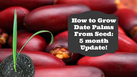 How To Grow Dates From Seed 5 Month Update Youtube