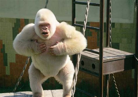Photos Of Snowflake The Worlds Only Known Albino Gorilla Captured In