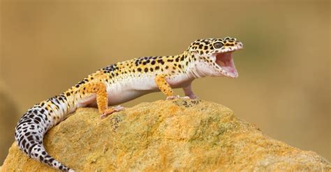 Leopard Gecko Habitat Where Do Leopard Geckos Live Imp World