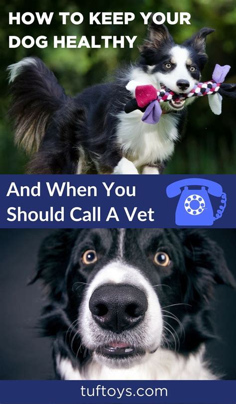 Keeping Your Dog Healthy And When To Call A Vet Dog Care Dog Care Tips