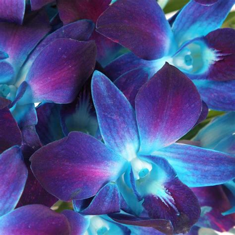 7 Stunning Orchids For Your Home Pollen Nation Blue Orchids Blue